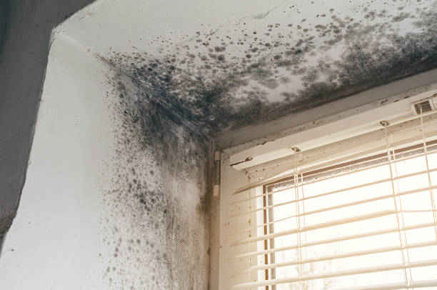 Trusted Black Mold Removal service in Plano, TX - Cheap Mold Removal